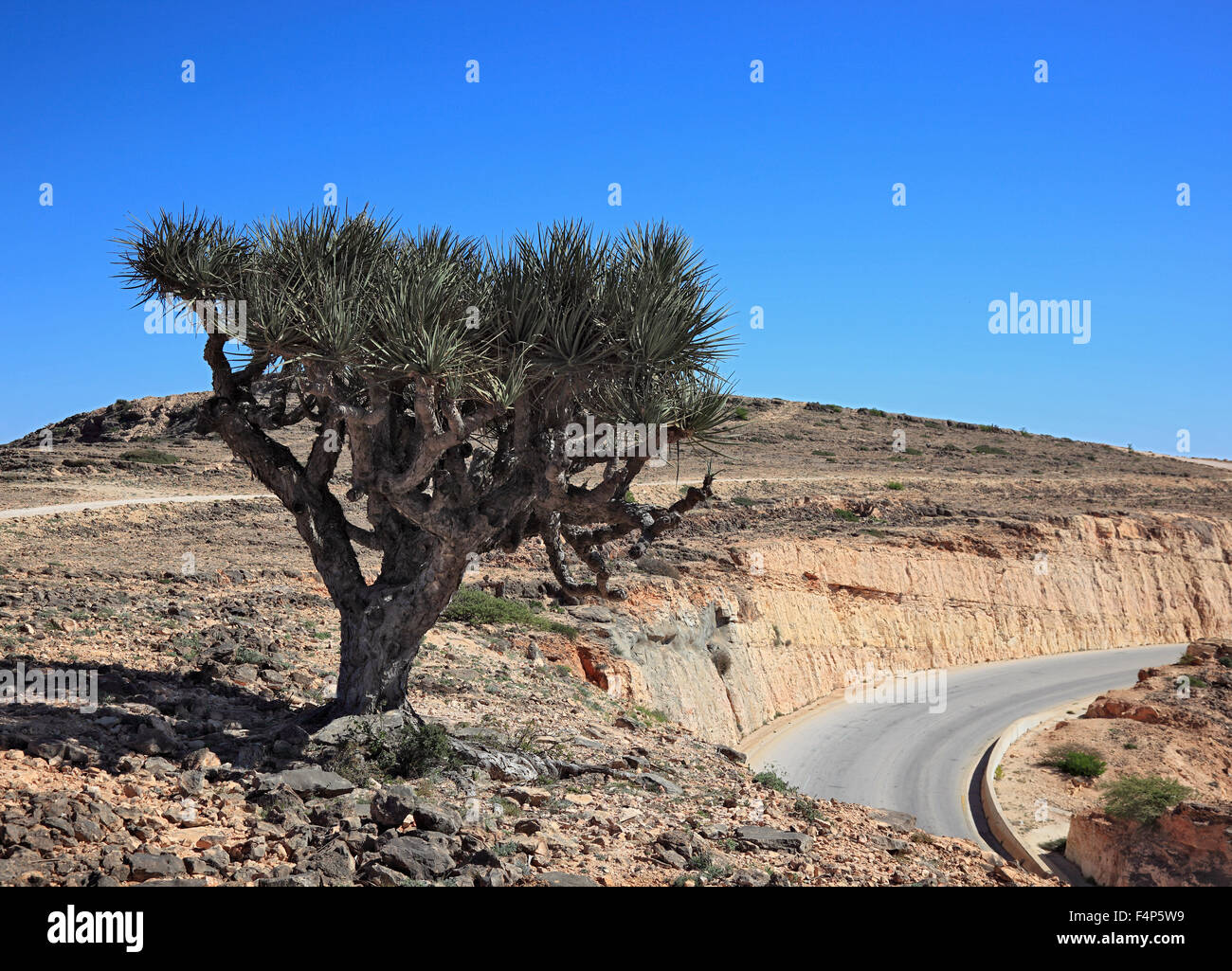 Drago albero di sangue, scenario della sponda meridionale del Dhofar, Jabal al-Qamar, Oman Foto Stock