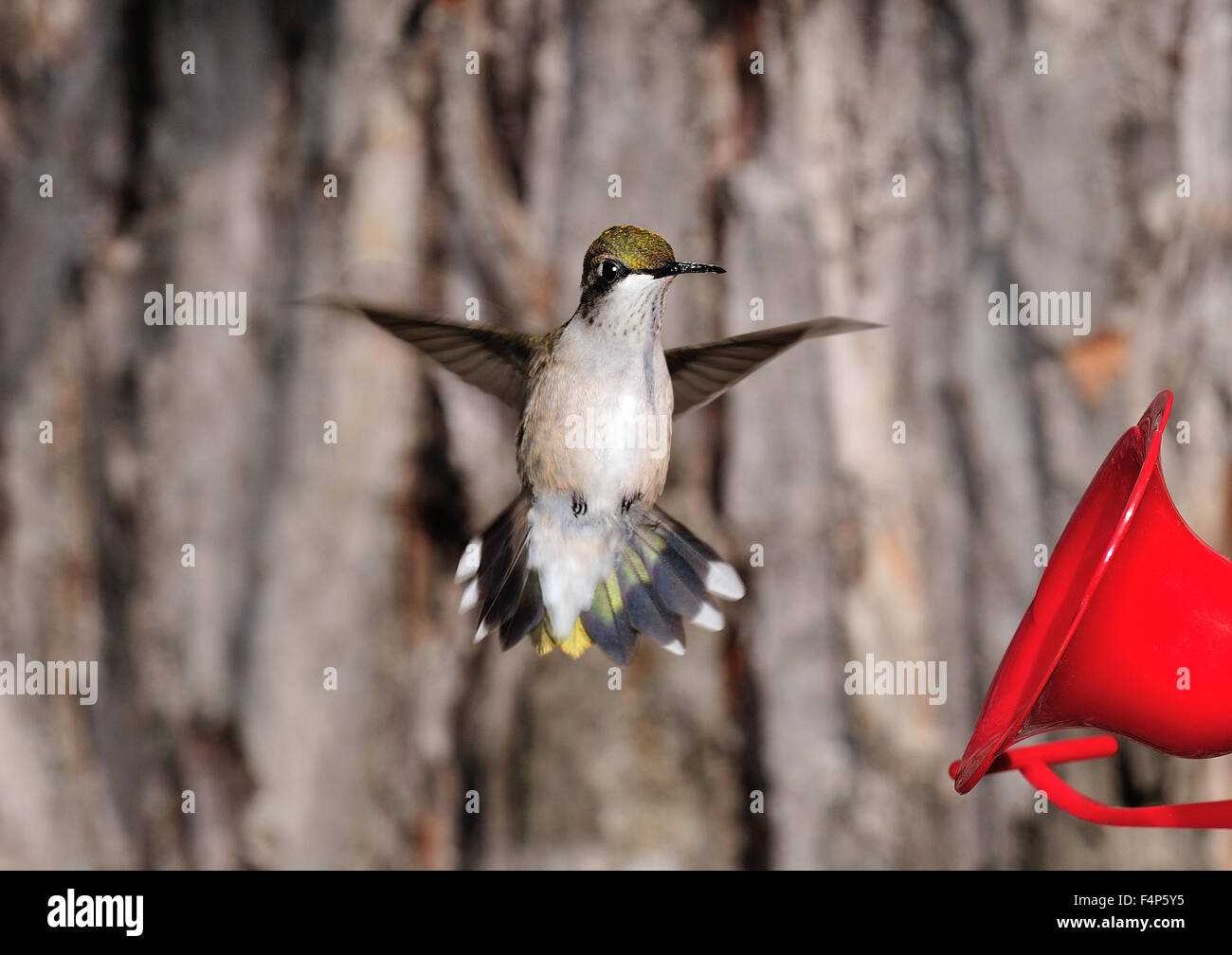 Femmina di Ruby Throated Hummingbird a alimentatore. Archilochus colubris Foto Stock
