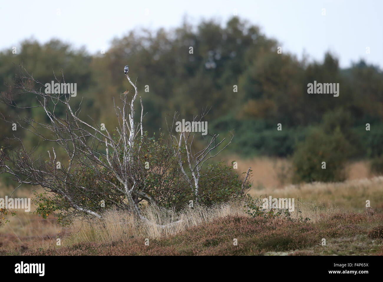 Grande Grigio Shrike (Lanius excubitor) Foto Stock