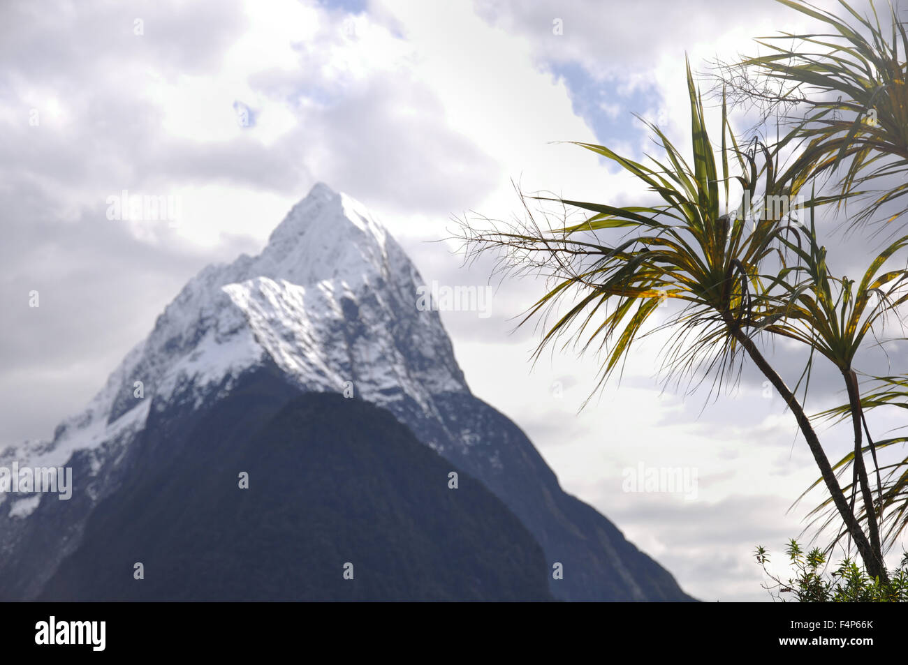 Cabbage Tree e di Mitre Peak, Milford Sound, Fiordland, Nuova Zelanda Foto Stock