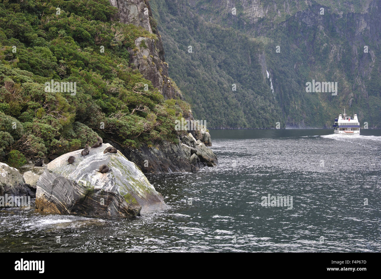 Lancio turistico lascia le foche a Milford Sound, Fiordland, Nuova Zelanda Foto Stock