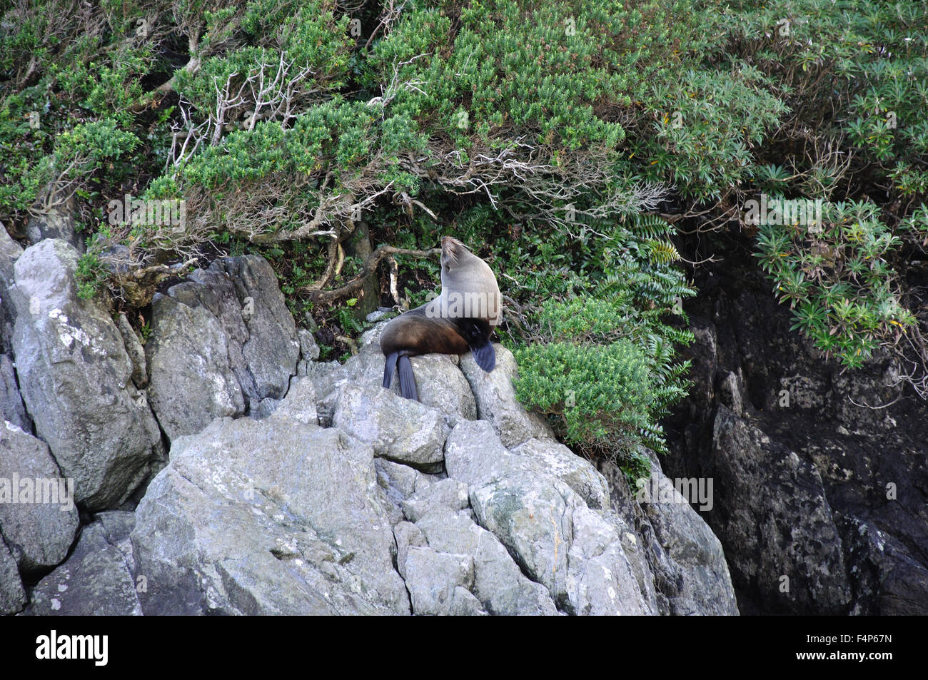 Pelliccia sigillo, Arctocephalus forsteri, a Milford Sound, Fiordland, Nuova Zelanda Foto Stock