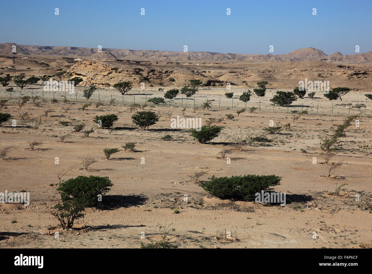 Wadi Dawqah, incenso tree culture, patrimonio culturale mondiale dell UNESCO / erede naturale, Boswellia Sacra Carterii, con Salalah, Oman Foto Stock