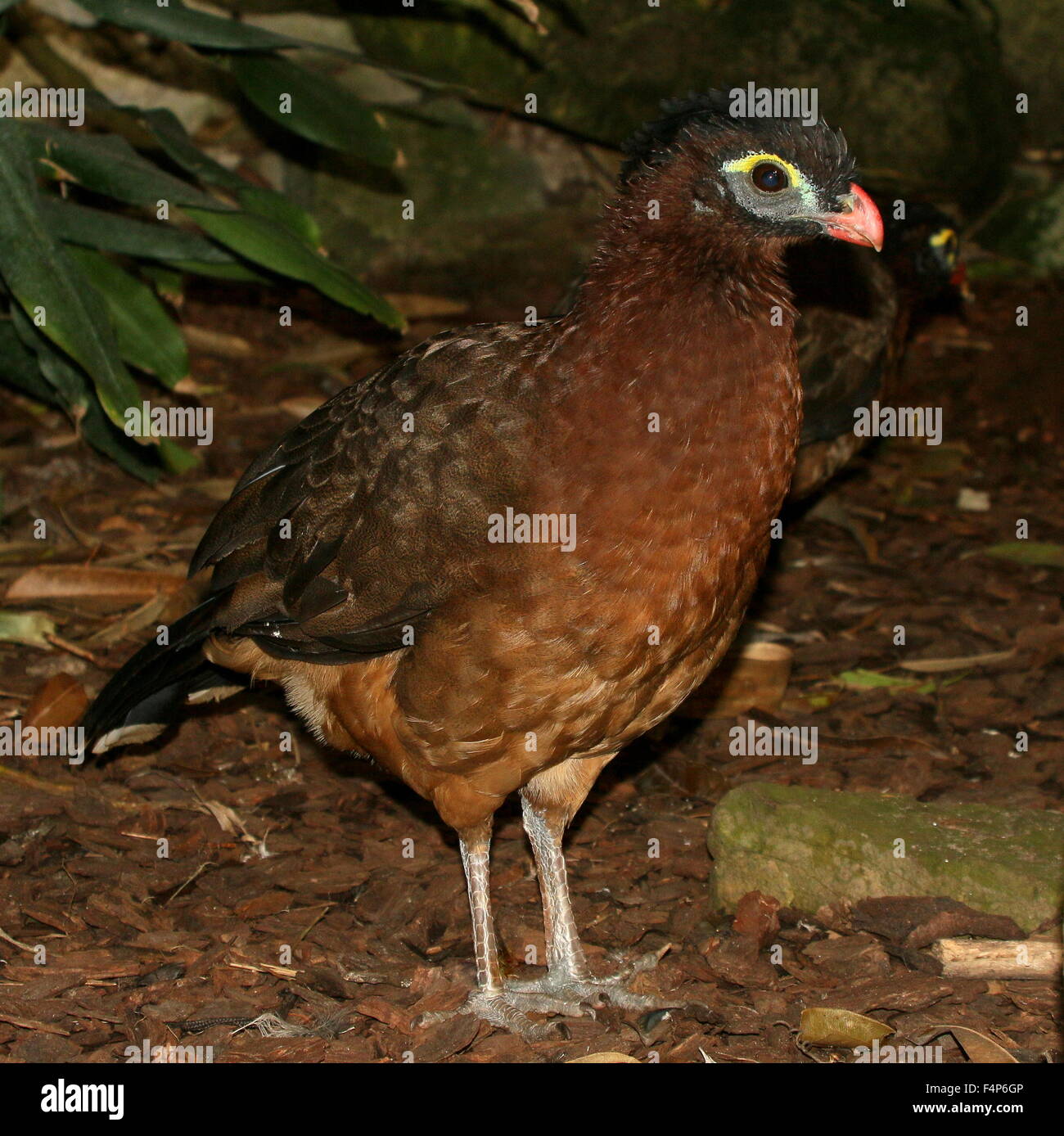 Sud America curassow notturno (Nothocrax urumutum) Foto Stock