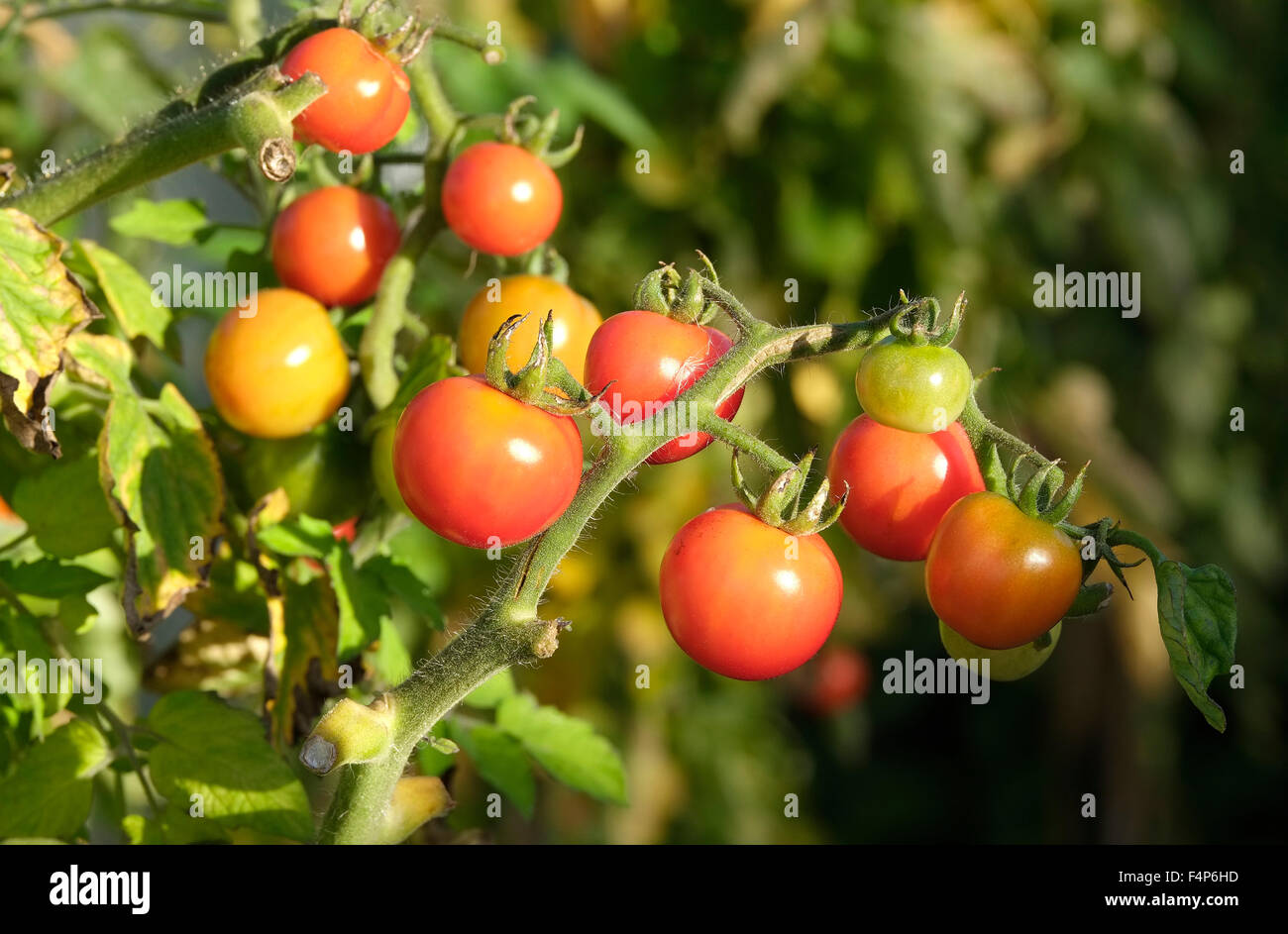 Pomodori di piccole dimensioni in crescita su vite in serra Foto Stock
