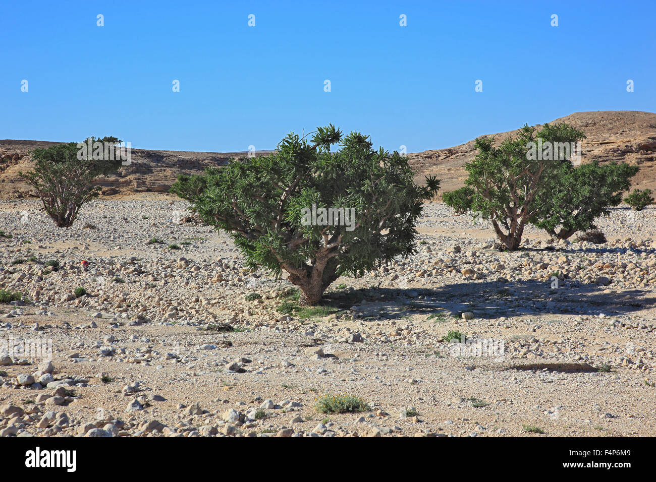 Wadi Dawqah, incenso tree culture, patrimonio culturale mondiale dell UNESCO / erede naturale, Boswellia Sacra Carterii, con Salalah, Oman Foto Stock