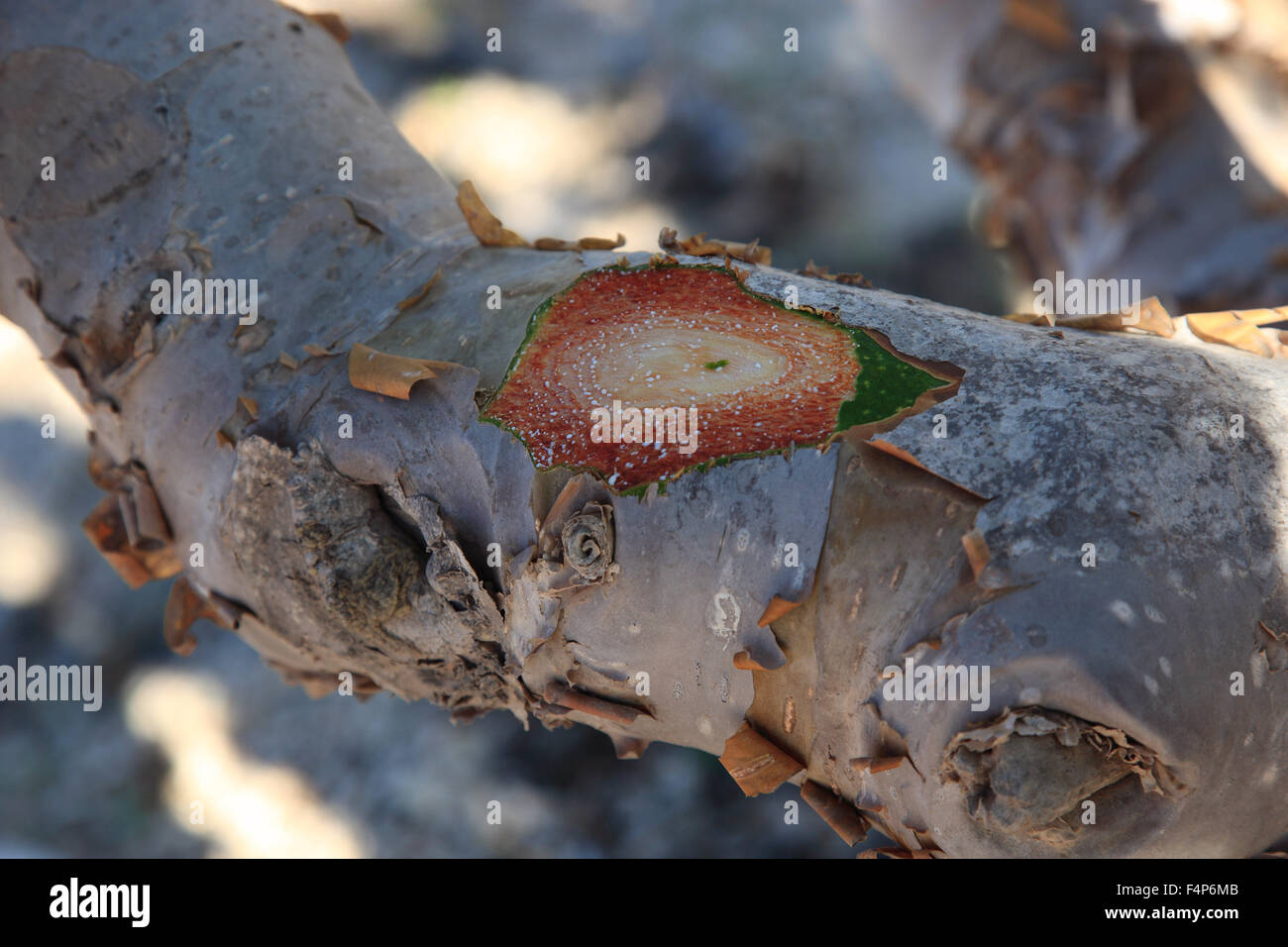 Wadi Dawqah, incenso tree culture, patrimonio culturale mondiale dell UNESCO / erede naturale, Boswellia Sacra Carterii, con Salalah, Oman Foto Stock