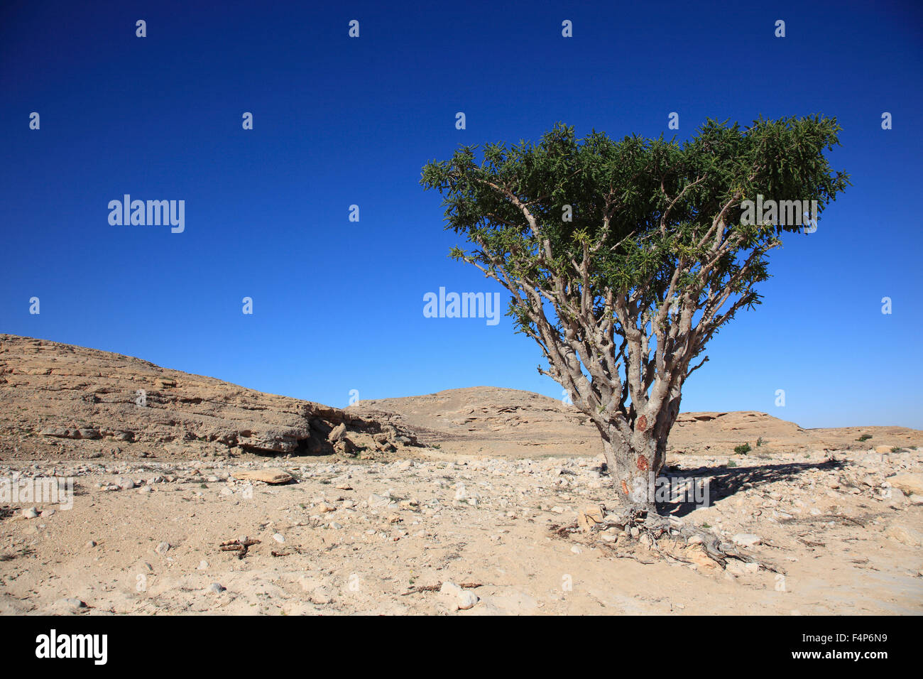 Wadi Dawqah, incenso tree culture, patrimonio culturale mondiale dell UNESCO / erede naturale, Boswellia Sacra Carterii, con Salalah, Oman Foto Stock