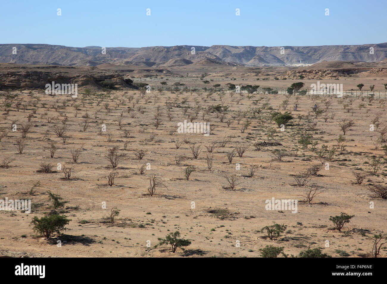 Wadi Dawqah, incenso tree culture, patrimonio culturale mondiale dell UNESCO / erede naturale, Boswellia Sacra Carterii, con Salalah, Oman Foto Stock