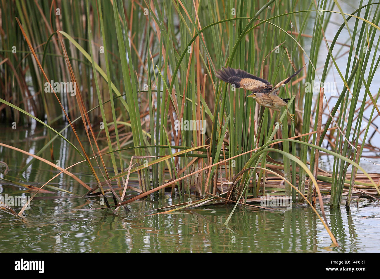 Tarabusino (Ixobrychus minutus) Foto Stock