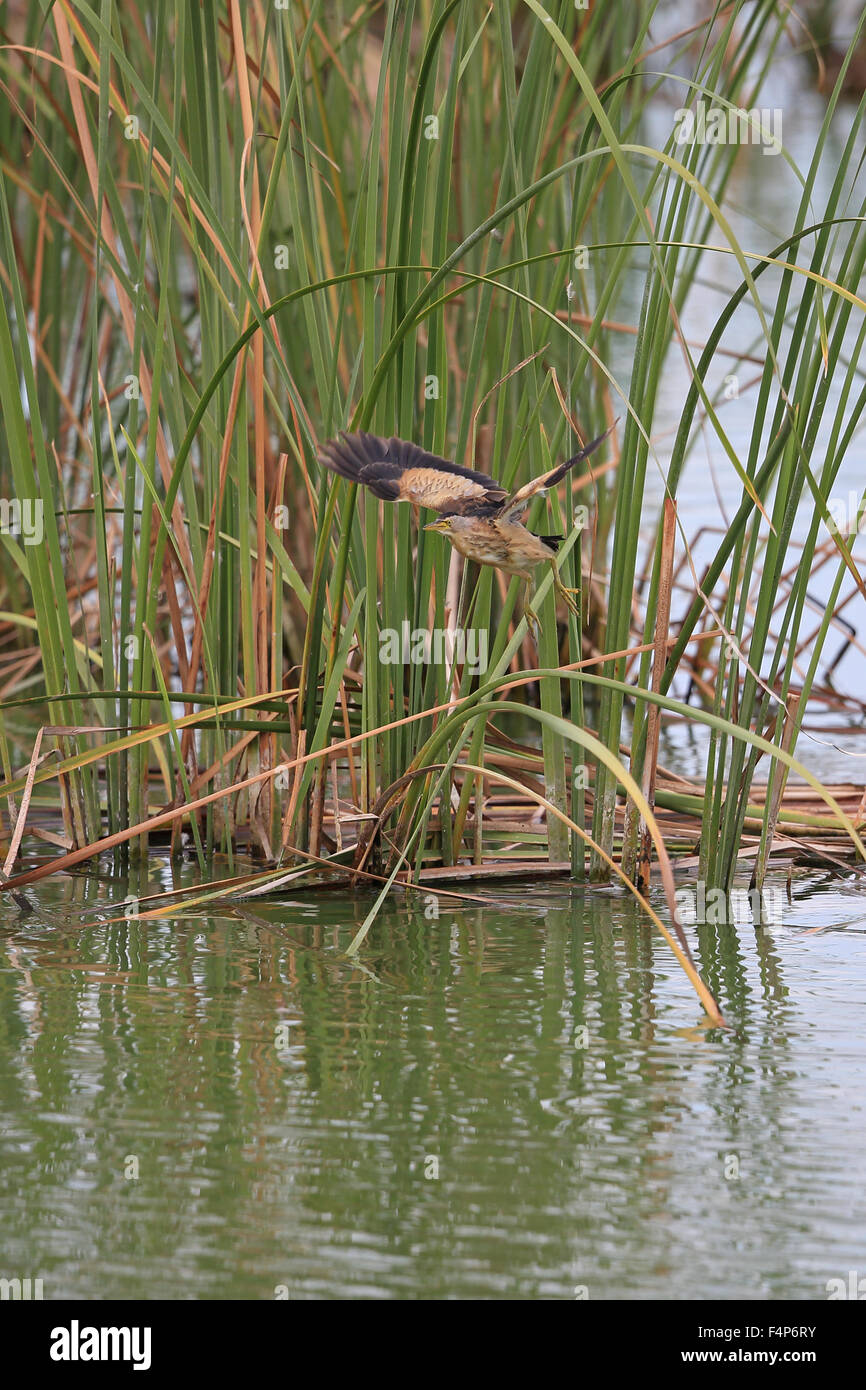 Tarabusino (Ixobrychus minutus) Foto Stock
