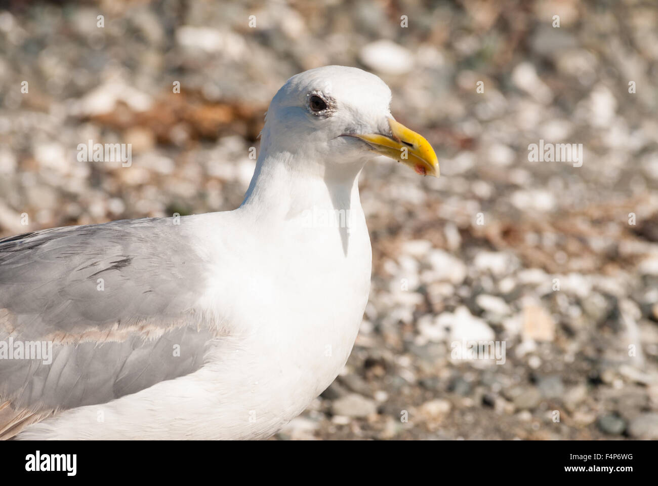 Primo piano di un adulto aringa gabbiano, Larus argentatus, mostrando la macchia rossa sulla sua bill, Esquimalt Laguna, vicino a Victoria BC Foto Stock