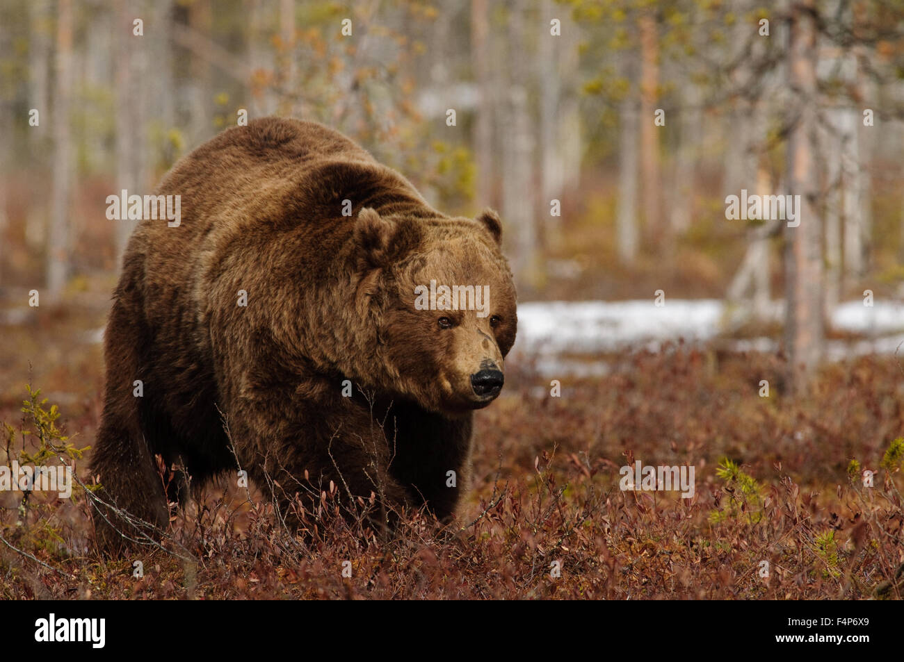 Europea di orso bruno della neve di primavera nella taiga foresta in Finlandia. Foto Stock