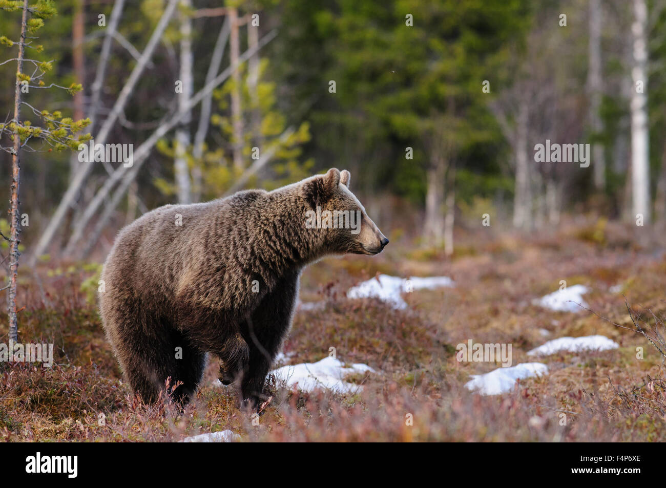 Europea di orso bruno della neve di primavera nella taiga foresta in Finlandia. Foto Stock