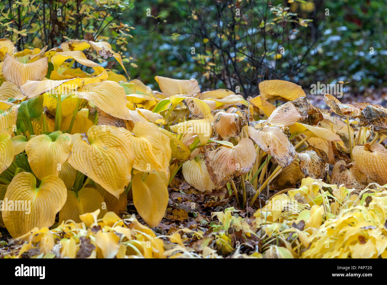 Hosta foglie di pianta - Autunno colori Hostas Foto Stock