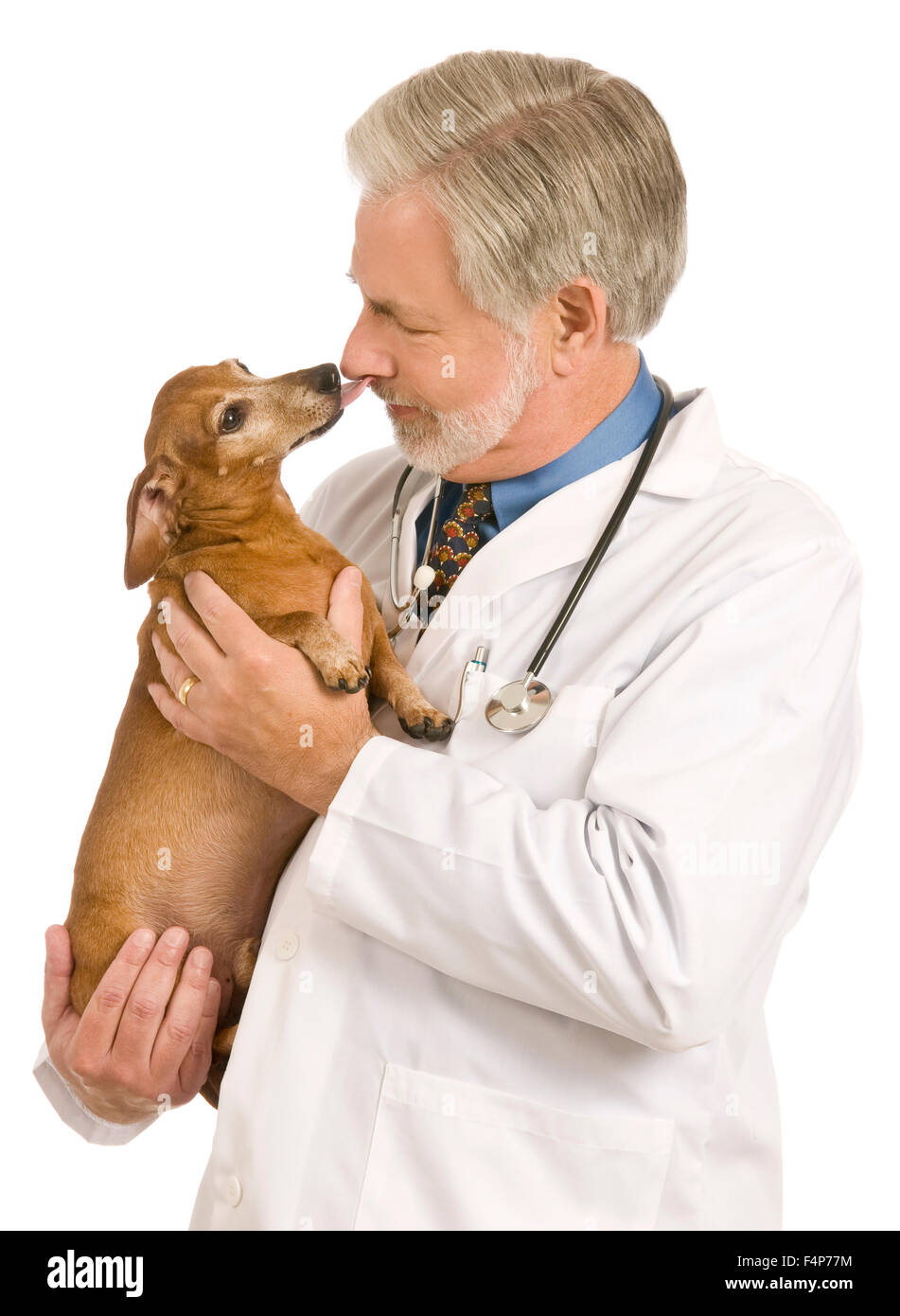 Un veterinario tiene un red mini bassotto dandogli un leccare come se a dire che amo la mia vet! Foto Stock