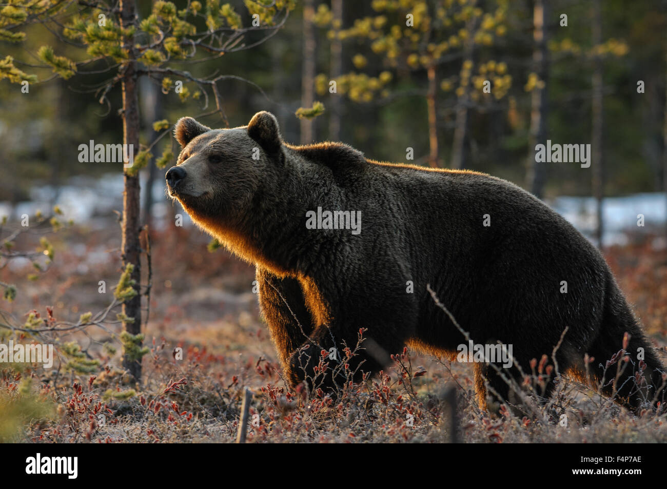 Europea di orso bruno della neve di mattina presto la retroilluminazione, la molla nella taiga foresta in Finlandia. Foto Stock