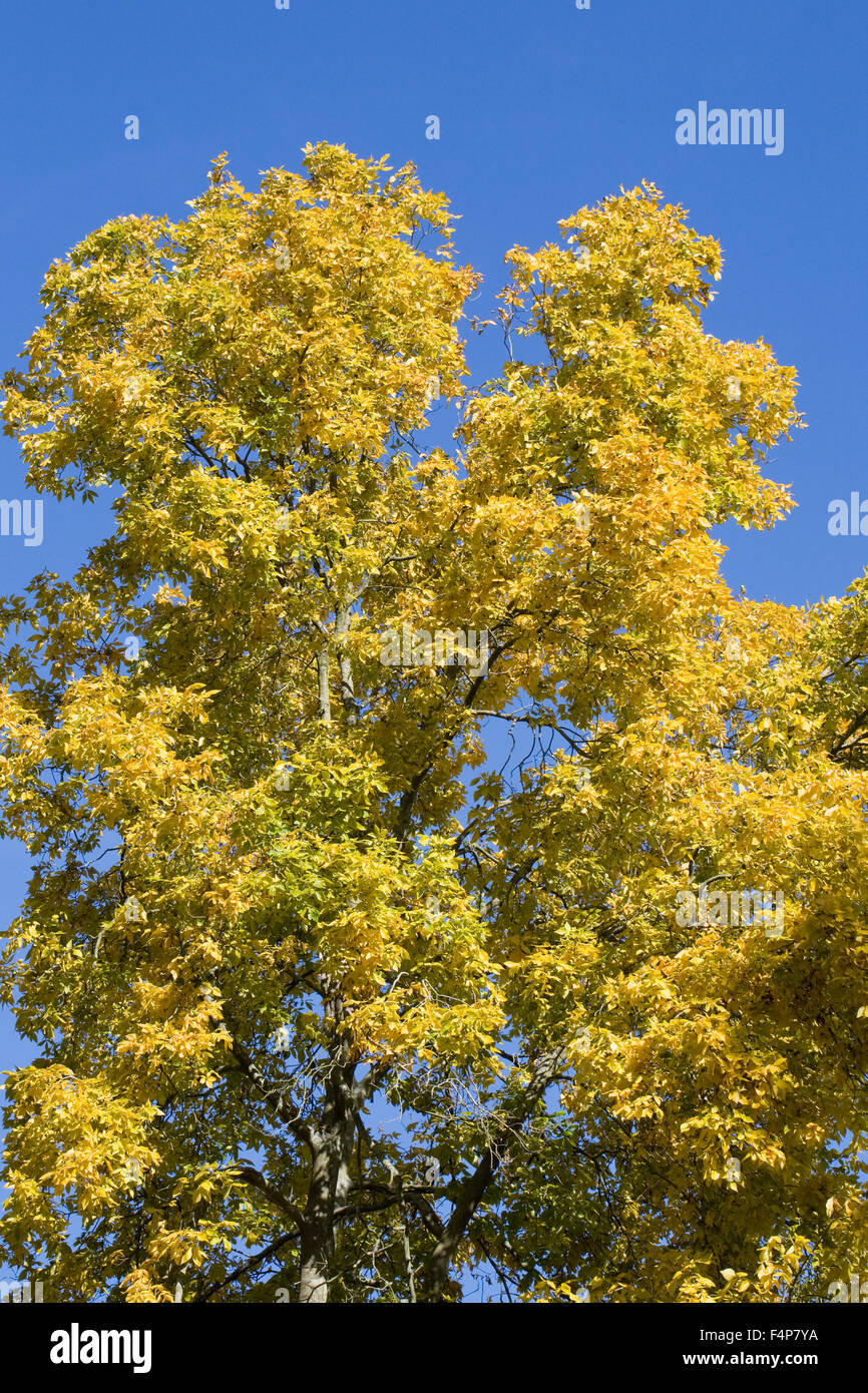 Carya ovata. Foglie autunnali del Hickory tree contro un cielo blu. Foto Stock
