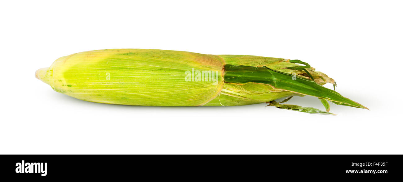 Mature grezzo spiga del granoturco isolati su sfondo bianco Foto Stock