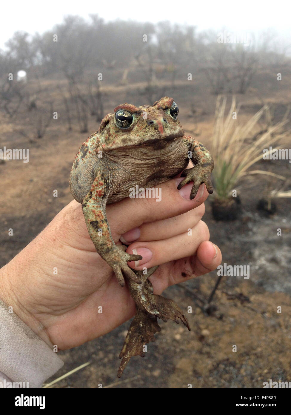 Un biologo della fauna selvatica detiene un gigante Western Toad California in Malibu Creek State Park vicino a Calabasas, California Foto Stock