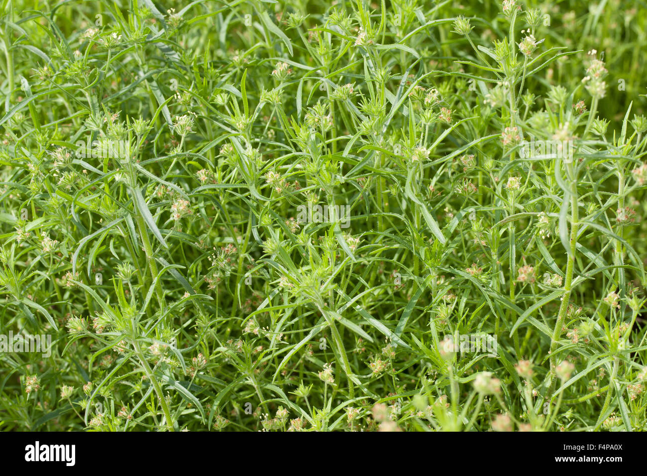 Nero psillio, scuro psillio, Flohsamen, Flohsame, Schwarzer Flohsame, Flohkraut, psillio afrum, planzago afra Foto Stock