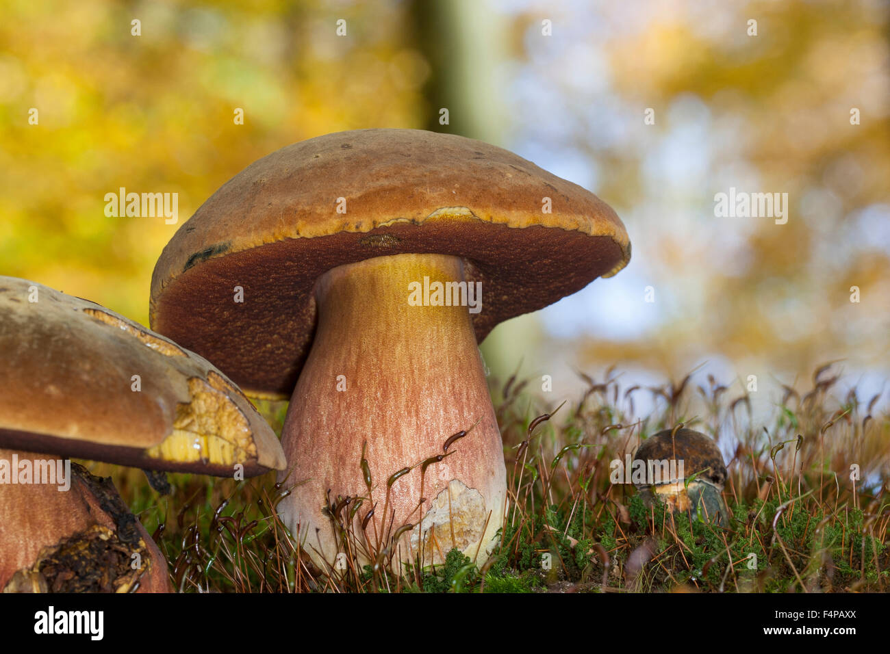 Stelo punteggiata bolete, punteggiate di stelo bolete, Flockenstieliger Hexenröhrling, Boletus erythropus, Neoboletus luridiformis Foto Stock