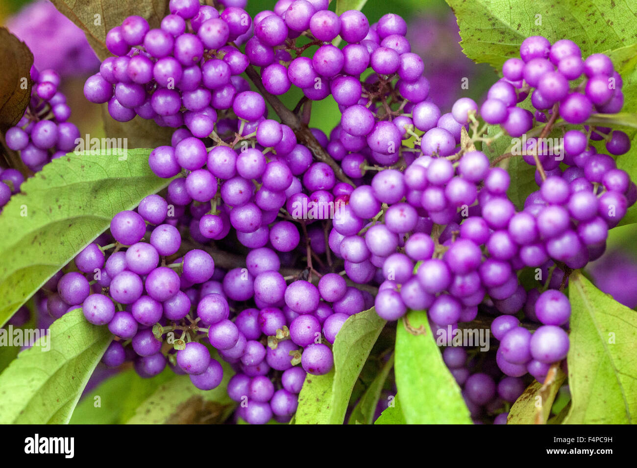 Callicarpa bodinieri var Giraldii profusione, bautyberry di Bodinier, bacche autunnali su arbusto giardino di ottobre Foto Stock