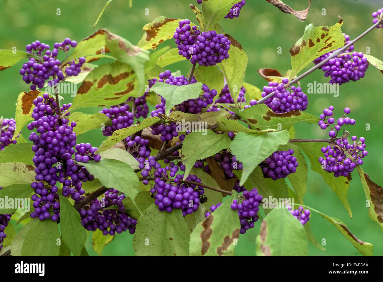 Callicarpa bodinieri Giraldii profusione, bacca di Bodinier, arbusto autunno bacche giardino di ottobre Foto Stock