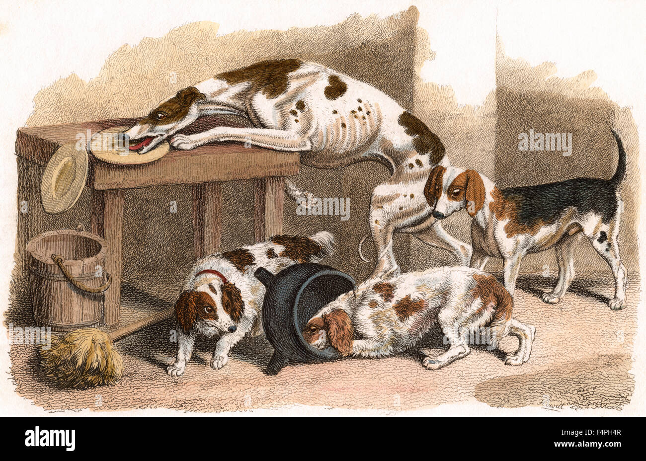 Cani, Hand-Colored attacco mediante Samual Howitt, London, 1810 Foto Stock