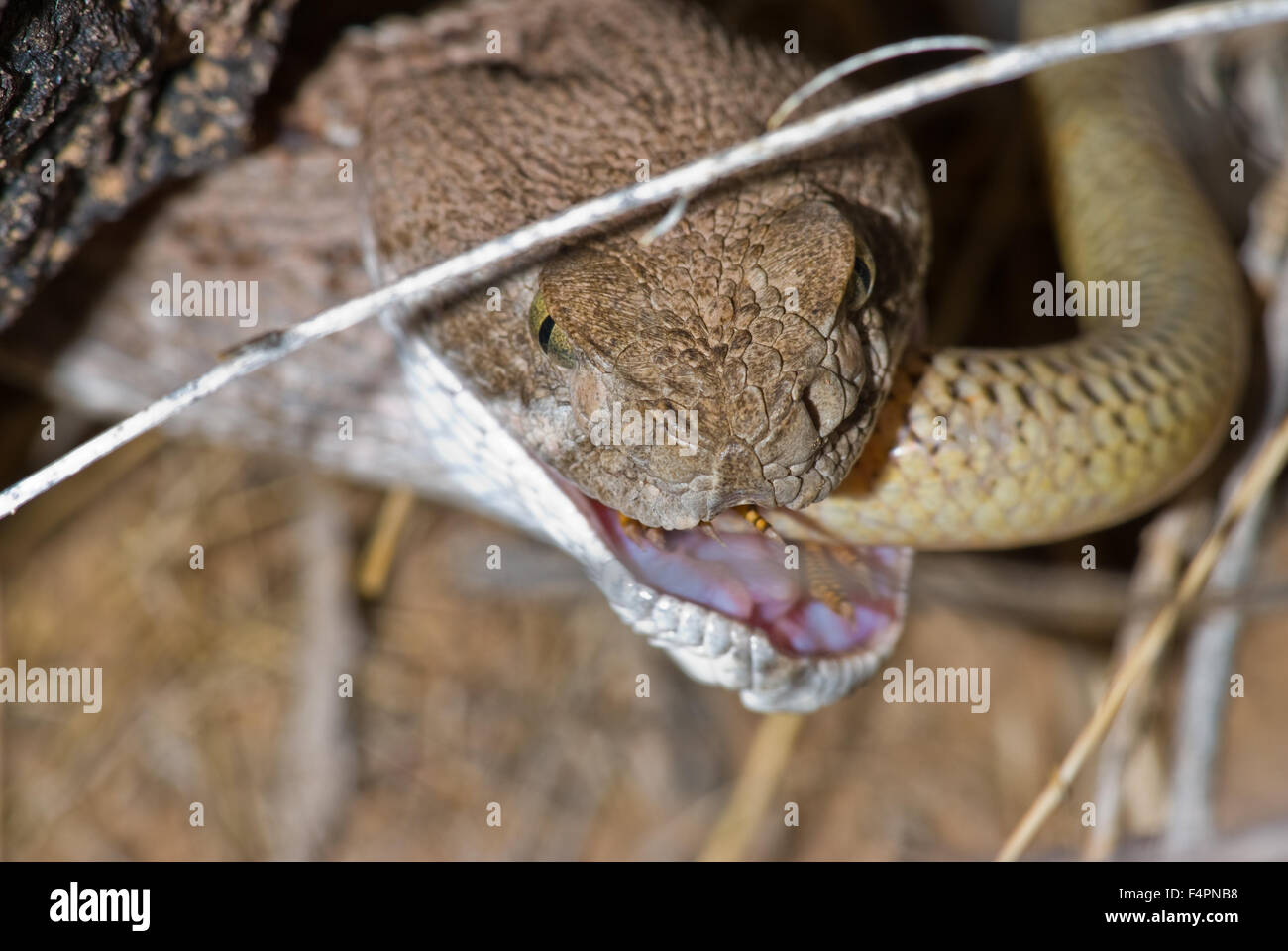 Western Diamond-backed Rattlesnake, (Crotalus atrox), mangiare una grande pianura Skink, (Plestiodon obsoletus) nel Nuovo Messico, Stati Uniti d'America. Foto Stock