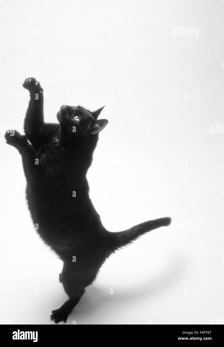 Gatto nero in piedi sulle zampe posteriori Foto Stock