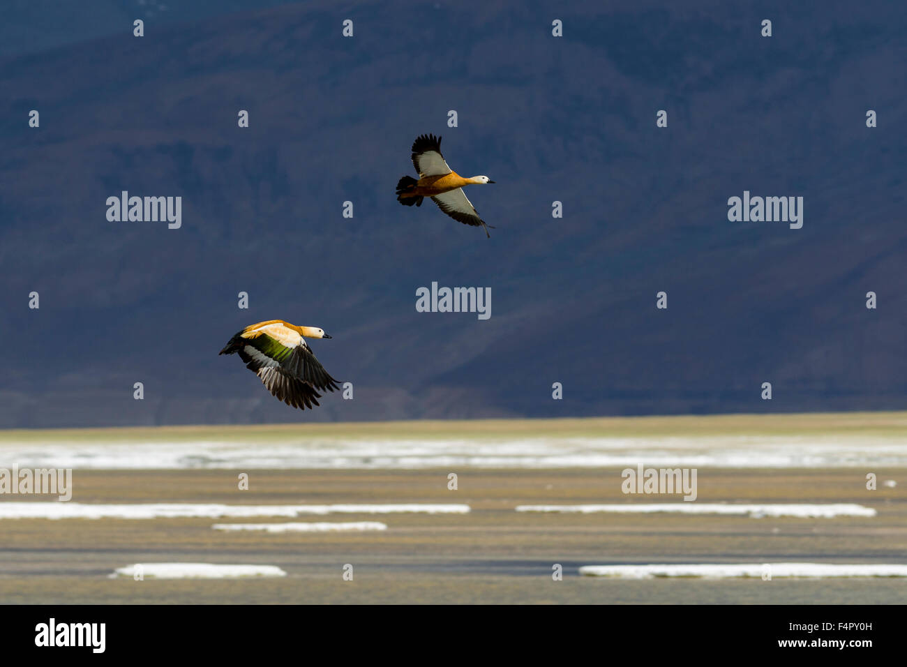 Due bramino anatre, anche casarca (Tadorna ferruginea) sono battenti a tso kar, una fluttuazione di Salt Lake, situato in corrispondenza di un altitu Foto Stock