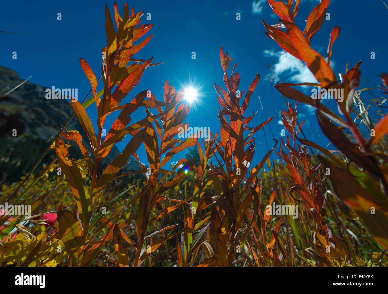 Vivace fogliame di montagna da terra Foto Stock