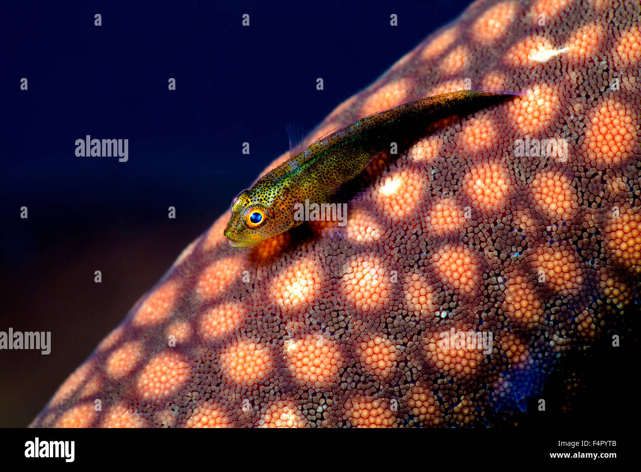 Ghost comune ghiozzo seduto su un arancio brillante stella di mare contro uno sfondo blu Foto Stock