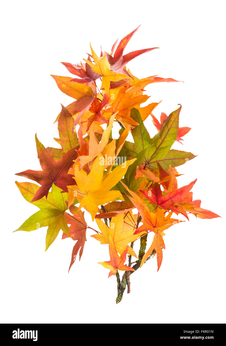 Rosso Verde Giallo autunno foglie di acero isolato su sfondo bianco Foto Stock