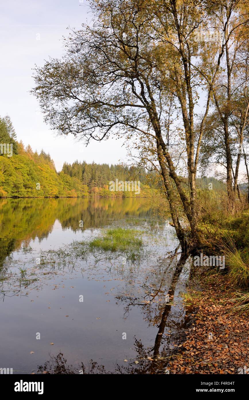 Loch Drunkie sulla "tre laghi Forest Drive' nel Queen Elizabeth Forest park, Scotland, Regno Unito Foto Stock