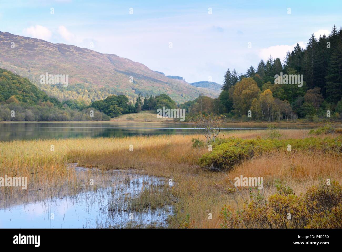 I colori autunnali attorno a Loch Achray nel Queen Elizabeth Forest park, Scotland, Regno Unito Foto Stock