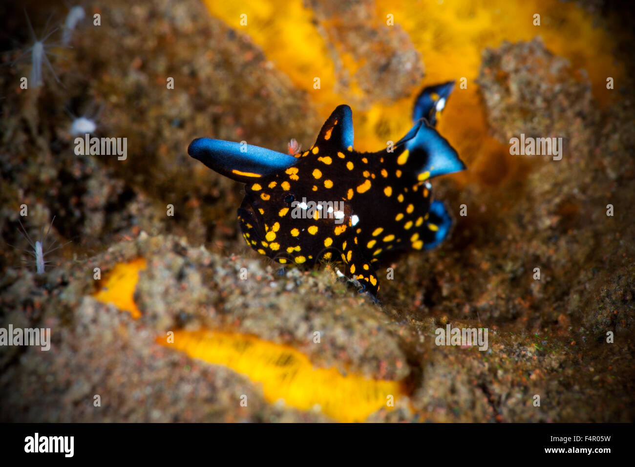 Piccolo bambino Clown pesce rana strisciando su una spugna gialla Foto Stock