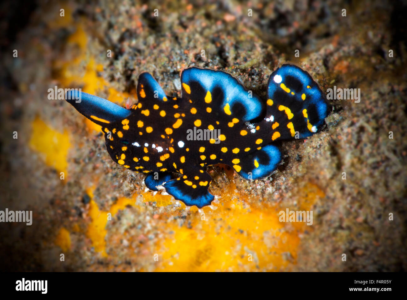 Piccolo bambino Clown pesce rana strisciando su una spugna gialla Foto Stock