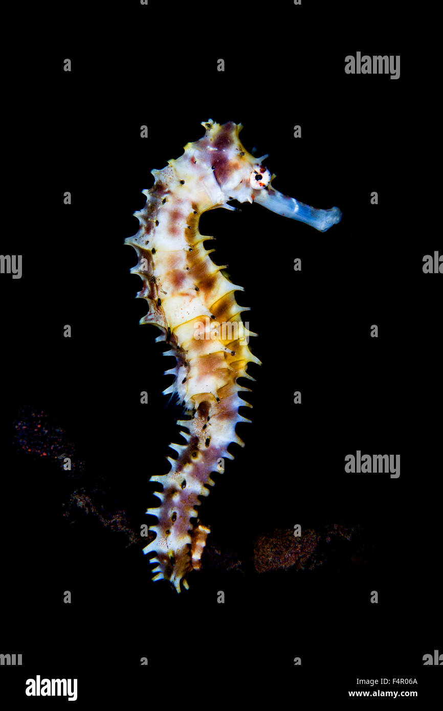 Cavalluccio Marino colorati in posizione eretta Foto Stock