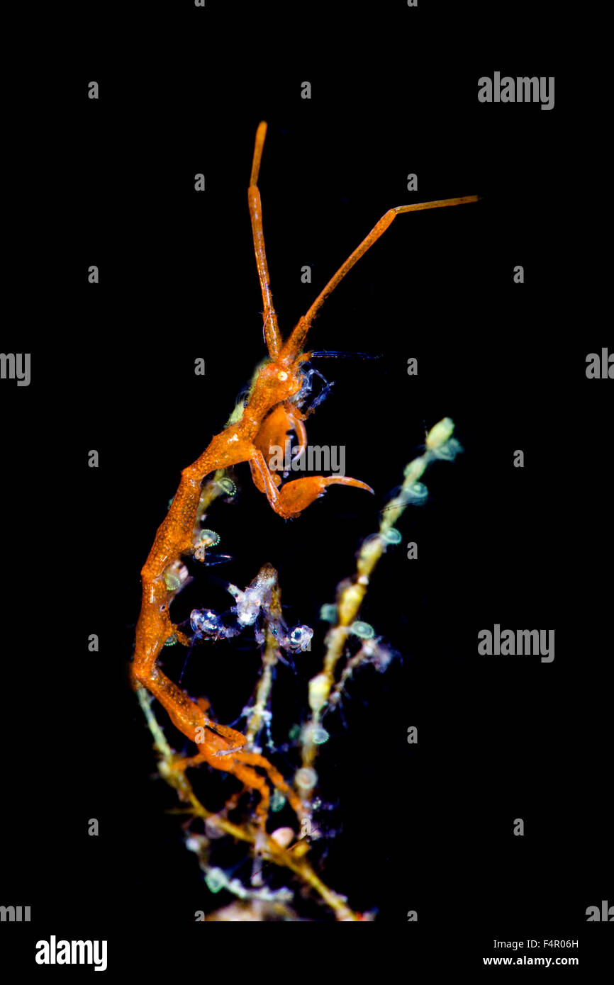 Gamberi di scheletro aggrappandosi ai coralli molli e di fronte alla fotocamera. Close up su sfondo nero Foto Stock