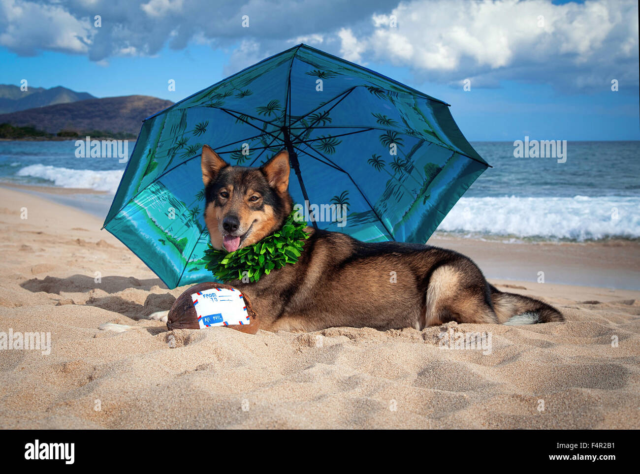 Cartolina hawaiano perfetto cane sulla spiaggia dell'isola Foto Stock