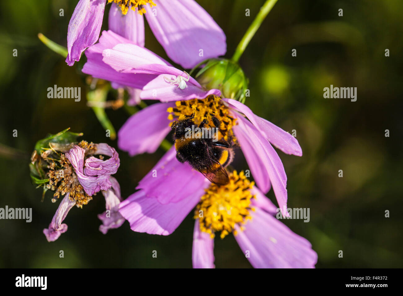 Bee capovolta sul fiore Foto Stock