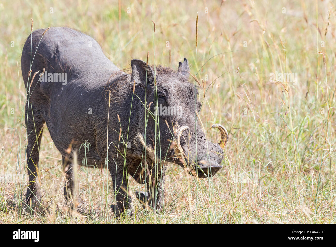 Warthog in piedi sulle ginocchia in erba Foto Stock