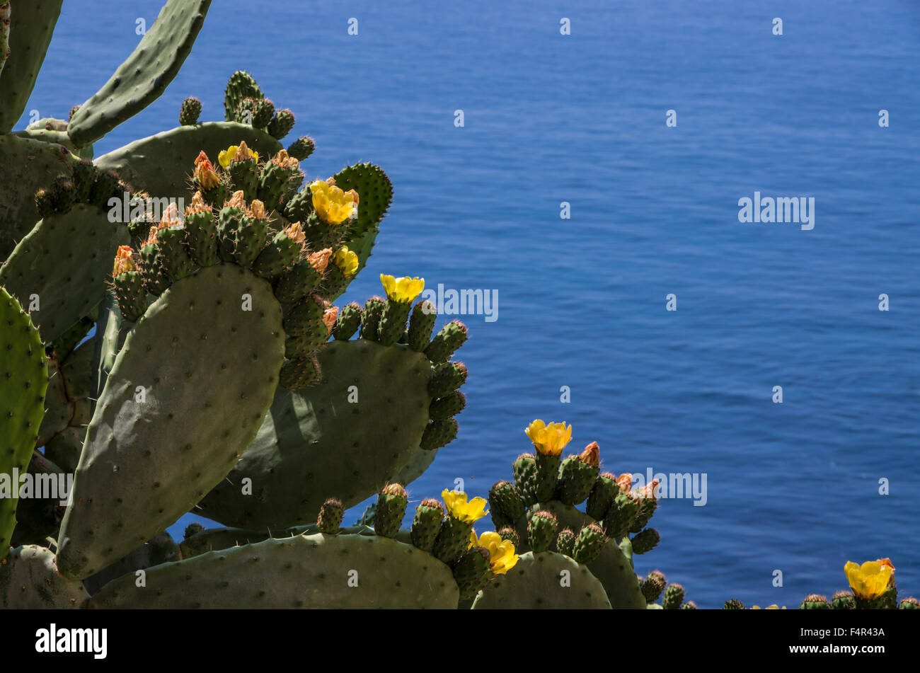 L' Opuntia ficus-indica guardando al mar tirreno Foto Stock