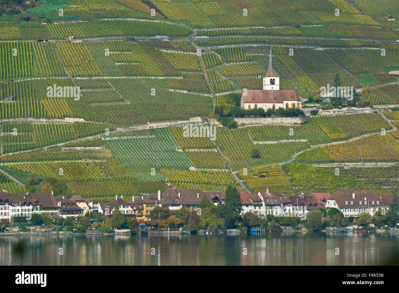 La Svizzera, Europa, Canton Berna, il Lago di Biel, Ligerz, villaggio, chiesa, vigneti, viticoltura, autunno Foto Stock