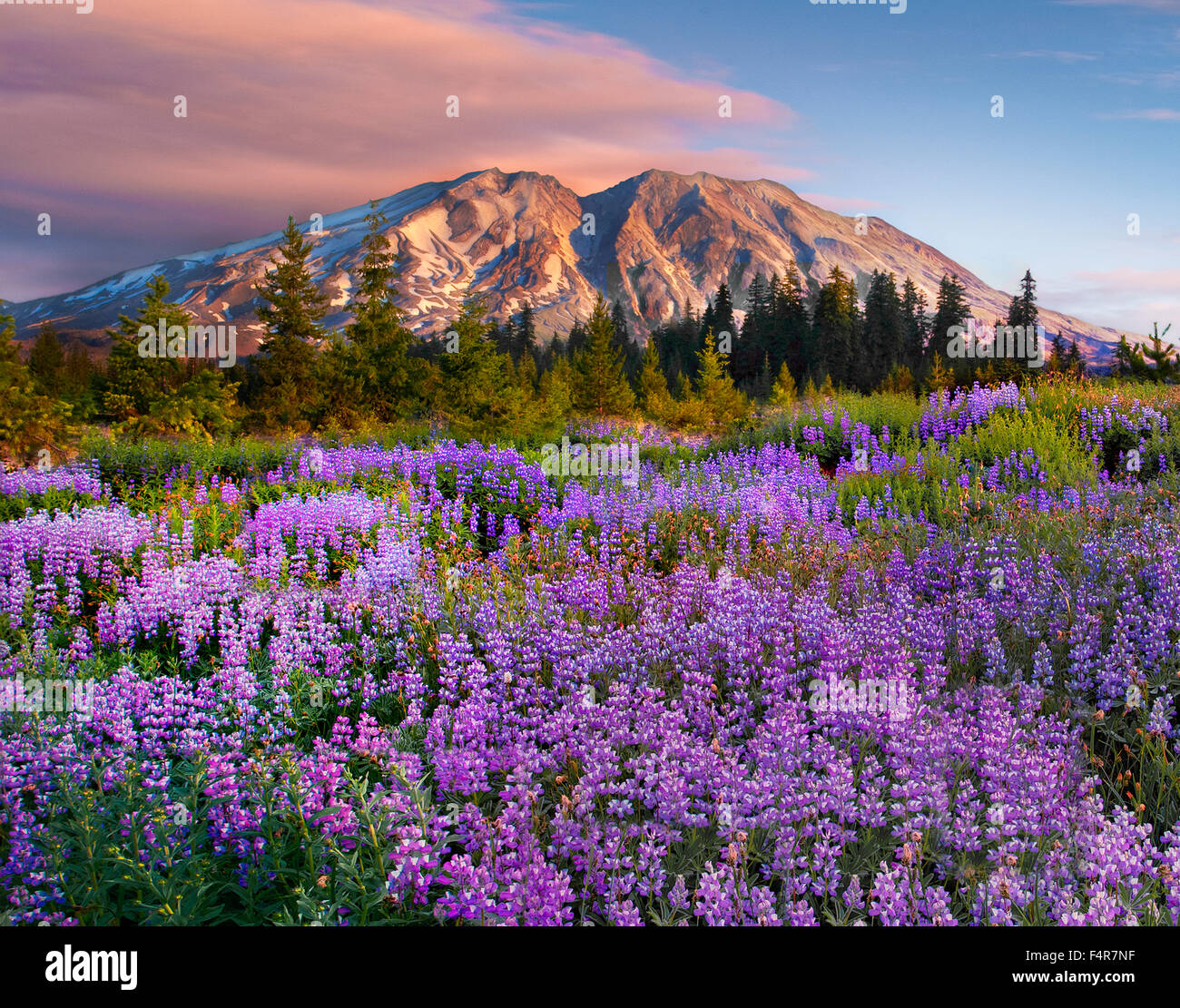 Il Monte Sant Helens, vulcani, vulcanico, Pacific Northwest, Pacific Northwest montagne, Cascade Mountains, fiori, fiori di campo Foto Stock