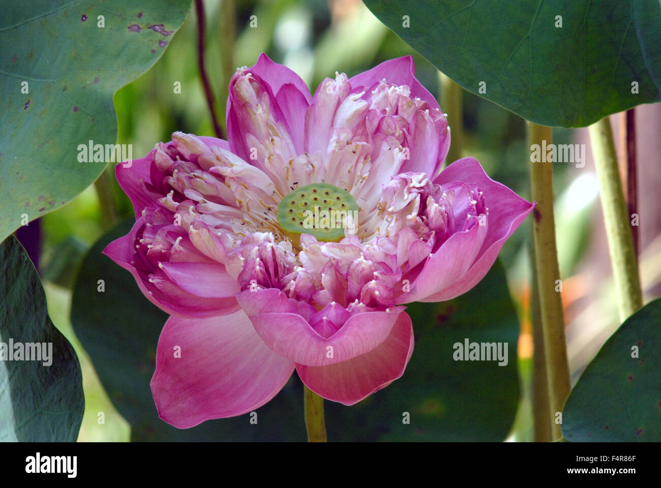 Rosa loto ciotola fiore Foto Stock