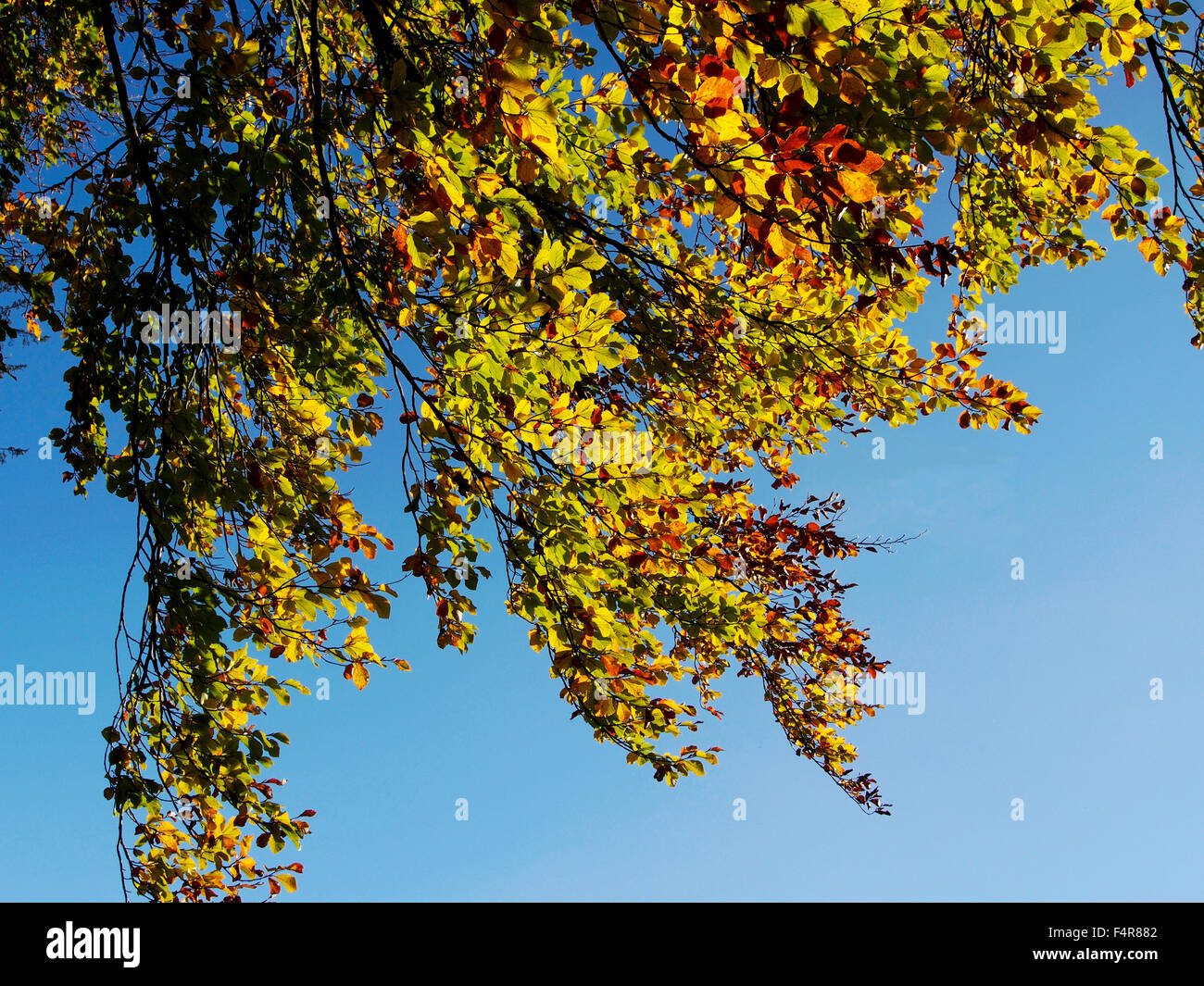 Brillante Colore di autunno di foglie di giallo di un Europeo faggio (Fagus sylvatica) contro un brilloiant blue sky. Foto Stock