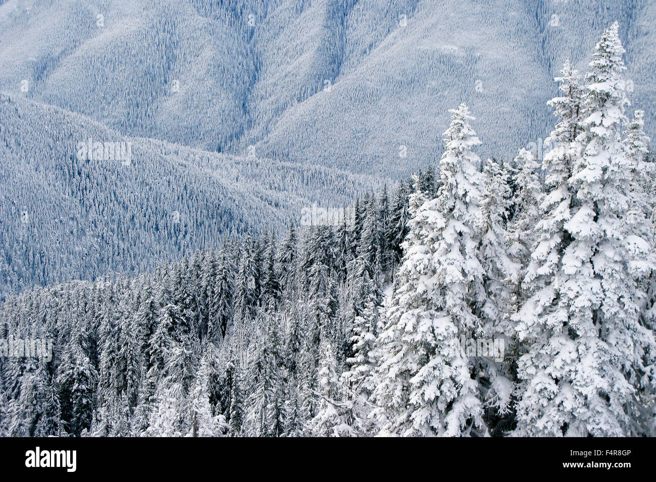 Hurricane Ridge, Olympic National Park, foresta, fiori, neve invernale, Port Angeles, tramonto, molla Foto Stock